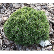 Pinus mugo" Mini Mops"- Сосна горная" Мини Мопс"