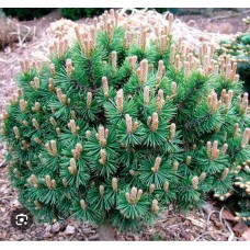  Pinus mugo "Mops"- Сосна горная "Мопс" 