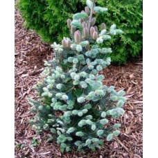 Abies koreana "Blue Emperor"- Пихта корейская "Блю Эмперор"