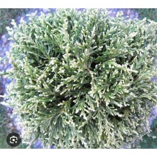 Chamaecyparis pisifera" White Beauty "- Кипарисовик  горохоплодный " Уайт Бьюти"