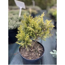 Chamaecyparis pisifera" White Beauty "- Кипарисовик  горохоплодный " Уайт Бьюти"