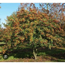 ‘Crataegus prunifolia’ Pa- Боярышник сливолистный на штамбе