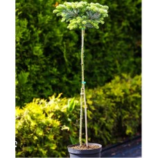 Abies veitchii "Heddergott" Ра- Пихта Вича "Хеддерготт" на штамбе