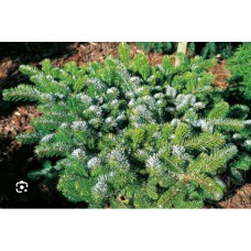 Abies veitchii "Heddergott" Ра- Пихта Вича "Хеддерготт" на штамбе Abies veitchii "Heddergott" Ра- Пихта Вича "Хеддерготт" на штамбе