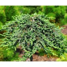 Juniperus communis "Zeal" Pa-Можжевельник обыкновенный" Зил" на штамбе