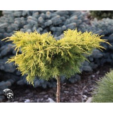 Juniperus pfitzeriana "Gold Star" Pa- Можжевельник средний "Голд Стар" на штамбе