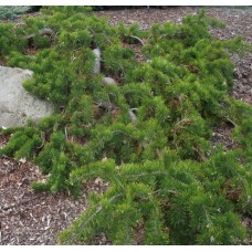Pinus banksiana "Uncle Fogy"- Сосна банкса " Анкл Фоги"