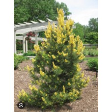 Pinus contorta" 'Taylor's Sunburst' "- Сосна скрученная" Тейлорс Санбёрст"