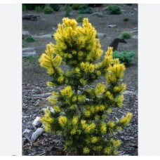 Pinus contorta" 'Taylor's Sunburst' "- Сосна скрученная" Тейлорс Санбёрст"