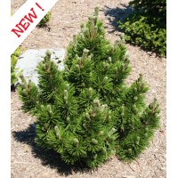 Pinus  leucodermis "'Irish Bell'"-Сосна  белокорая  ''Айриш Белл''