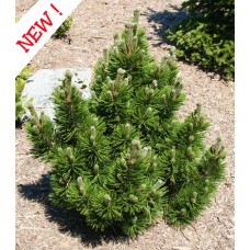 Pinus  leucodermis "'Irish Bell'"-Сосна  белокорая  ''Айриш Белл''
