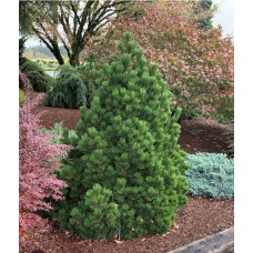 Pinus leucodermis "'Irish Bell'"-Сосна белокорая ''Айриш Белл'' Pinus leucodermis "'Irish Bell'"-Сосна белокорая ''Айриш Белл''