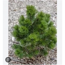 Pinus leucodermis" Nana"- Сосна белокорая "Нана"