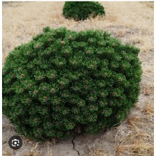 Pinus mugo" Sherwood Compact" Pa- Сосна горная "Шервуд Компакт" на штамбе