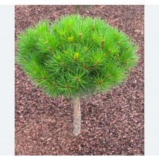 Pinus nigra "Arigato" Pa- Сосна черная" Аригато" на штамбе