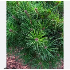 Pinus nigra "Arigato" Pa- Сосна черная" Аригато" на штамбе Pinus nigra "Arigato" Pa- Сосна черная" Аригато" на штамбе