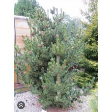 Pinus parviflora «Shizukagoten»- Сосна мелкоцветковая «Шизукаготен»