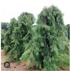 Pinus strobus "Pendula"- Сосна веймутова "Пендула"