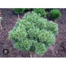 Pinus strobus "Tiny Kurls"- Сосна веймутова "Тини Кёрлс"