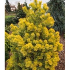 Pinus sylvestris" Wolf's Gold"- Сосна обыкновенная" Вульфс Голд"