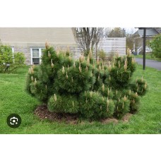 Pinus thunbergii  "Thunderhead" - Сосна Тунберга "Тандерхед"