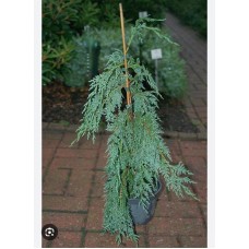 Chamaecyparis nootkatensis  'Klippert''- Кипарисовик нутканский  " Клипперт"