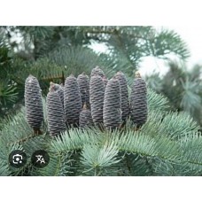 Abies concolor "Glauca "- Пихта одноцветная "Глаука"