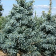 Abies concolor "Glauca "- Пихта одноцветная "Глаука"