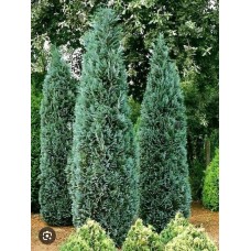 Chamaecyparis lawsoniana " Columnaris"- Кипарисовик лавсона "Колумнарис" 