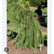 Juniperus communis " Horstmann"- Можжевельник обыкновенный" Хорстманн"