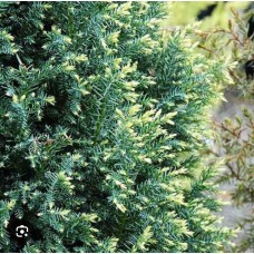 Chamaecyparis pisifera" 'Snow' "- кипарисовик горохоплодный  " Снов"