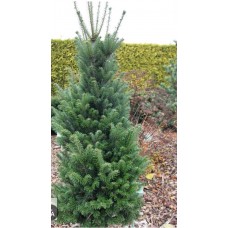 Abies alba "Pyramidalis"-  Пихта белая " Пирамидалис"