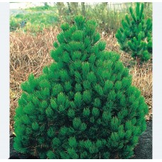Pinus heldreichii /leucodermis " Compact Gem"- Сосна Гельдрейха / белокорая 'Компакт Джем'