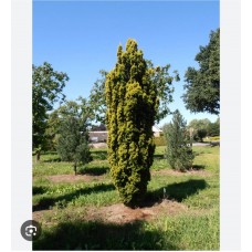 Taxus baccata" 'Fastigiata Aurea' "- Тисс ягодный ”Фастигиата Ауреа” Taxus baccata" 'Fastigiata Aurea' "- Тисс ягодный ”Фастигиата Ауреа”