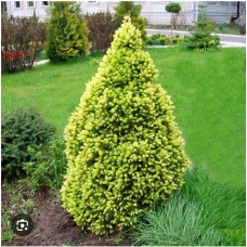 Picea glauca "Rainbow's End"- Ель сизая " Райбовс Энд "