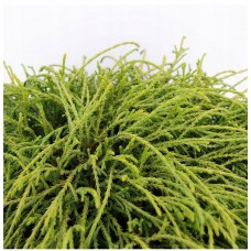Chamaecyparis pisifera "Filifera Nana" /   Кипарисовик горохоплодный "Филифера Нана "