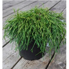Chamaecyparis pisifera "Filifera Nana" /   Кипарисовик горохоплодный "Филифера Нана "