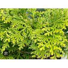 Thujopsis dolabrata " Nana"- Туевик поникающий / японский" Нана" Thujopsis dolabrata " Nana"- Туевик поникающий / японский" Нана"