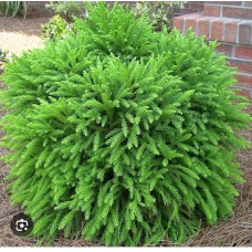 Cryptomeria japonica" Globosa Nana"- Криптомерия японская" Глобоза Нана"
