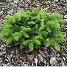 Abies cephalonica" Meyer`s Dwarf"- Пихта кефалинийская  "Мейерс Драфт""