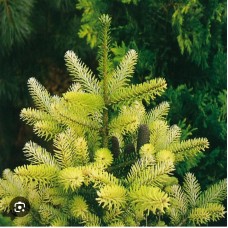 Abies koreana "Luminetta"  /    Пихта корейская "Люминетта"