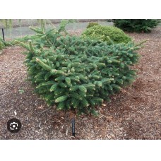 Abies cephalonica" Meyer`s Dwarf"- Пихта кефалинийская "Мейерс Драфт"" Abies cephalonica" Meyer`s Dwarf"- Пихта кефалинийская "Мейерс Драфт""