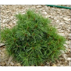 Pinus strobus "Green Twist"- Сосна веймутова "Грин Твист"