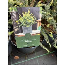 Sequoia sempervirens 'Adpressa' -Секвойя вечнозеленая 'Адпресса' 