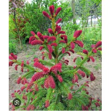 Picea abies "Rydal"- Ель обыкновенная "Ридал"