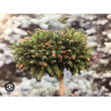 Picea abies" Wild Strawberry"- Ель обыкновенная "Уайлд Строберри" Picea abies" Wild Strawberry"- Ель обыкновенная "Уайлд Строберри"