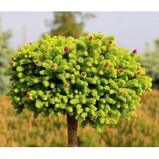 Picea abies" Wild Strawberry"- Ель обыкновенная "Уайлд Строберри"