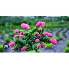 Picea abies" Medusa"- Ель обыкновенная" Медуза"