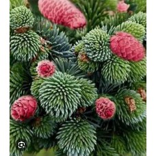 Picea abies" Medusa"- Ель обыкновенная" Медуза"
