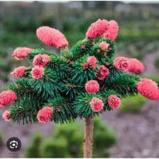 Picea abies" Medusa"- Ель обыкновенная" Медуза"